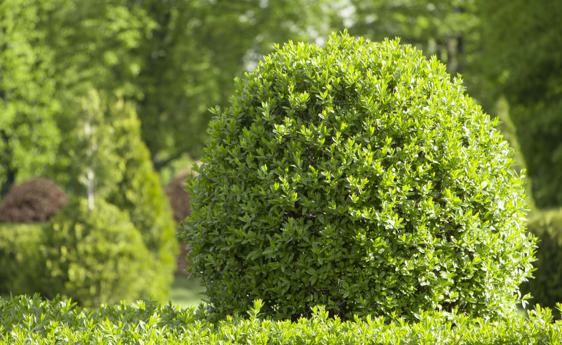 Lush spherical privet topiary bush with dense trimmed green foliage