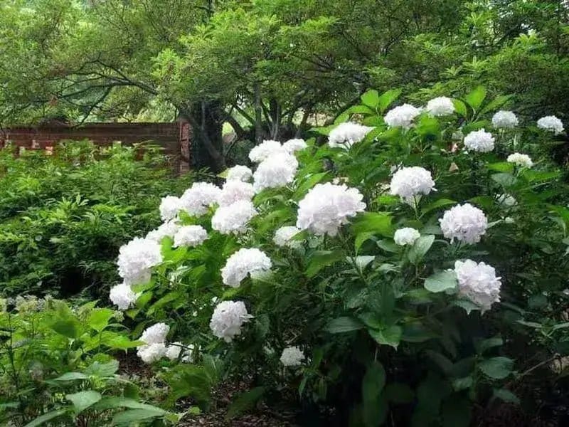 Top Five Fast Growing Shrubs for Beautiful Landscapes