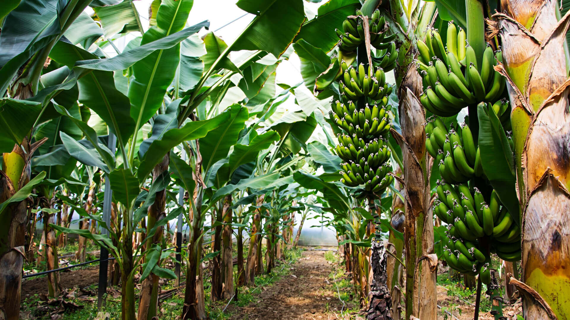 Unripe green banana bunches on lush tropical plantation plants