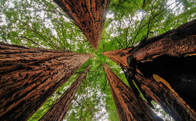 Majestic Giants: The Redwood Trees