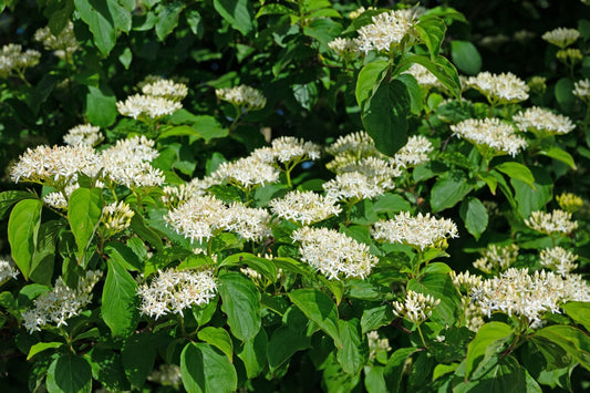 Dog wood trees