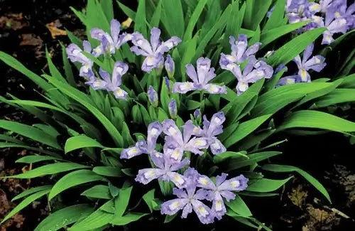 Lavender-purple iris perennial with white centers and green sword leaves