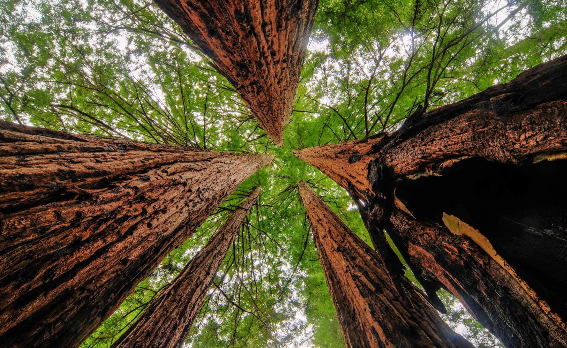 Majestic Giants: The Redwood Trees