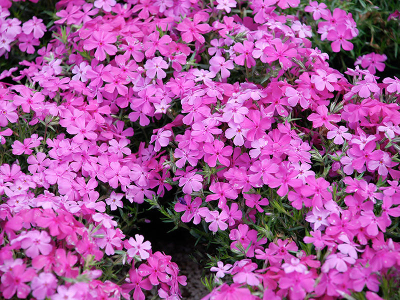 Creeping Phlox is a beautiful ground cover