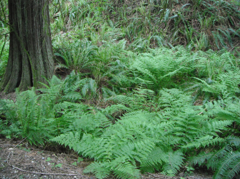 Lady fern is a popular native plant used as a ground cover