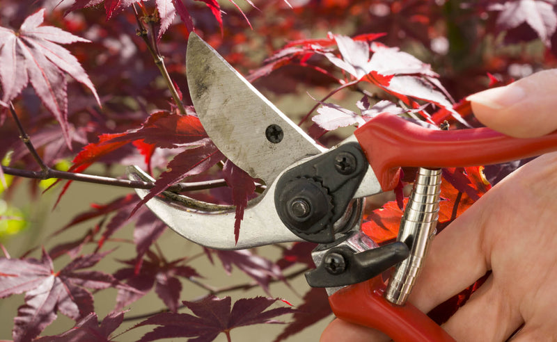5 Expert Tips for Trimming Japanese Maple Trees