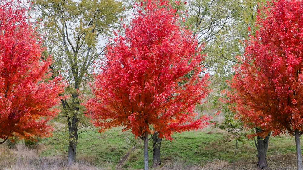 The Colorful Autumn Blaze Maple: A Seasonal Spectacle