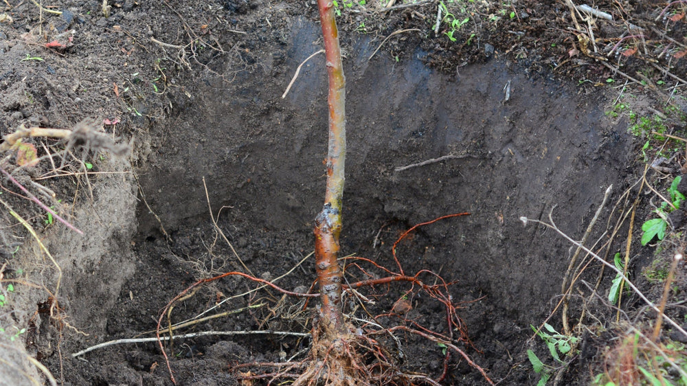 Understanding Bare Root Plants In Autumn