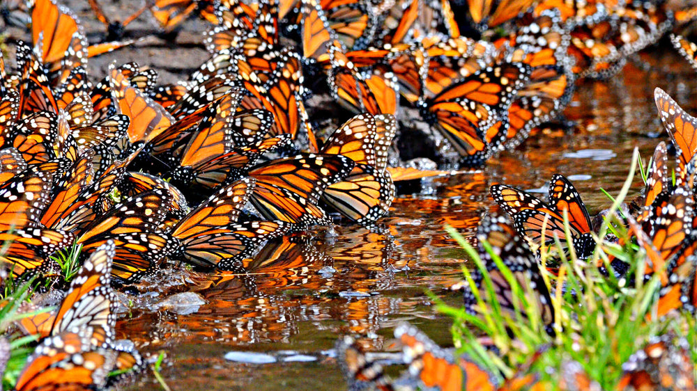 State Butterflies of the USA: A Colorful Journey