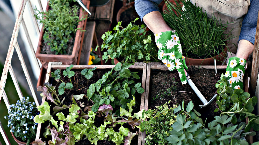 Container Herb Gardening: Growing Fresh Herbs on Your Patio