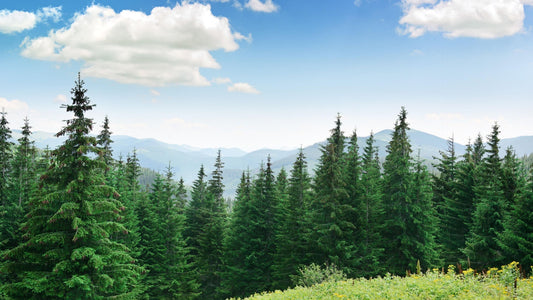 Pine Trees: Nature's Asset for Real Estate Value Appreciation