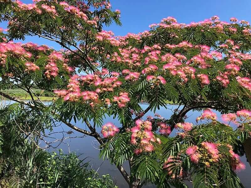 Mimosa tree sale