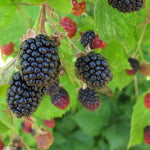 Blackberry Plant