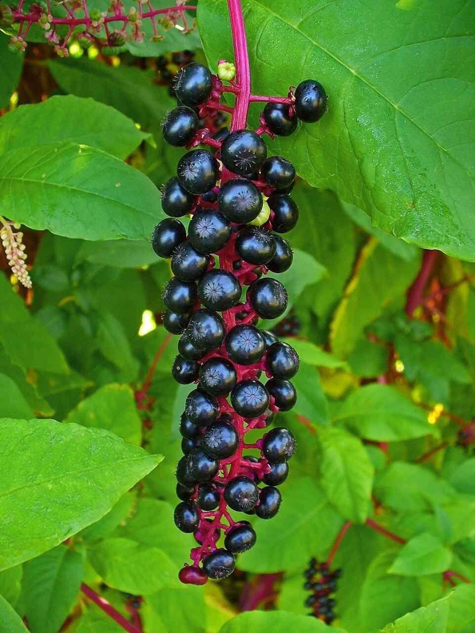 Pokeberry