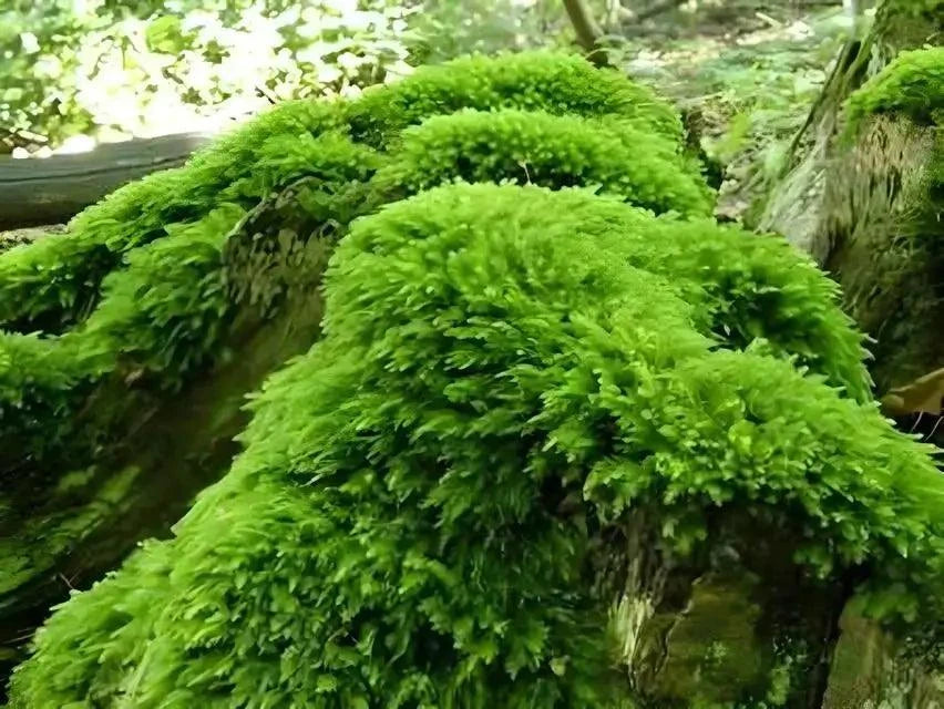 Live Fern Moss For Sale