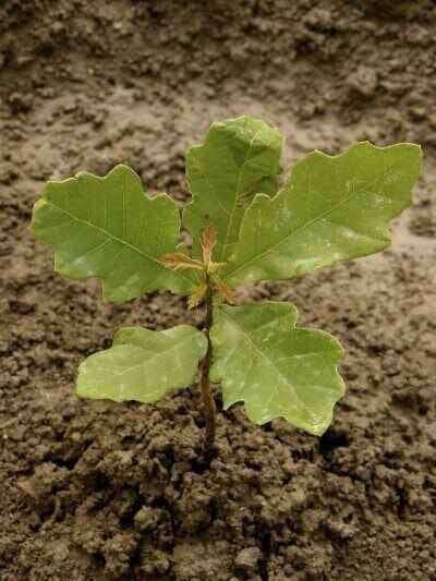 Black Oak Seedlings
