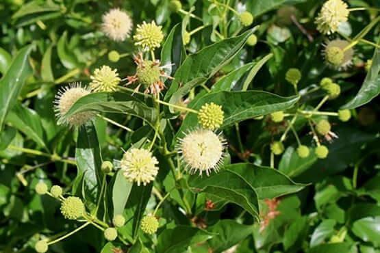 Button Bush Live Stakes