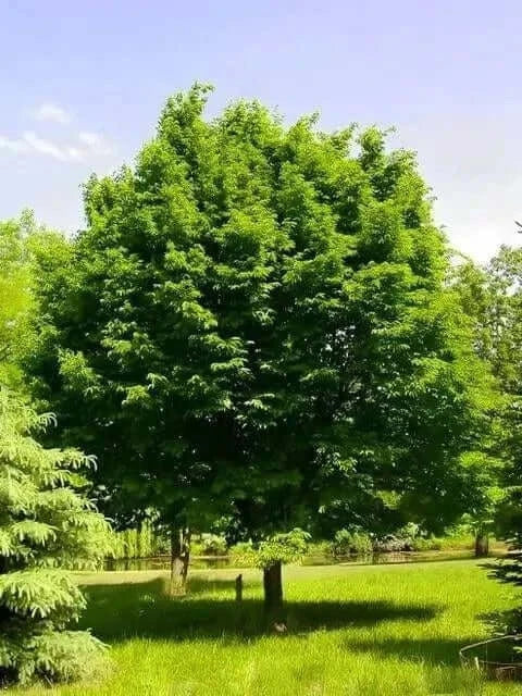 Carpinus American Hornbeam