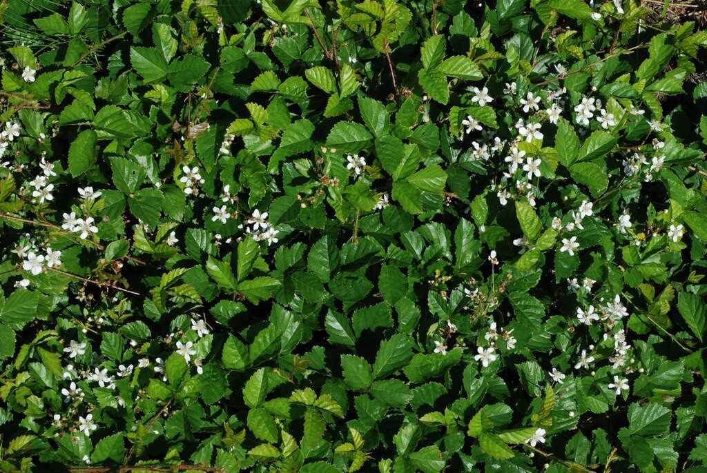 Shrubs Before and After