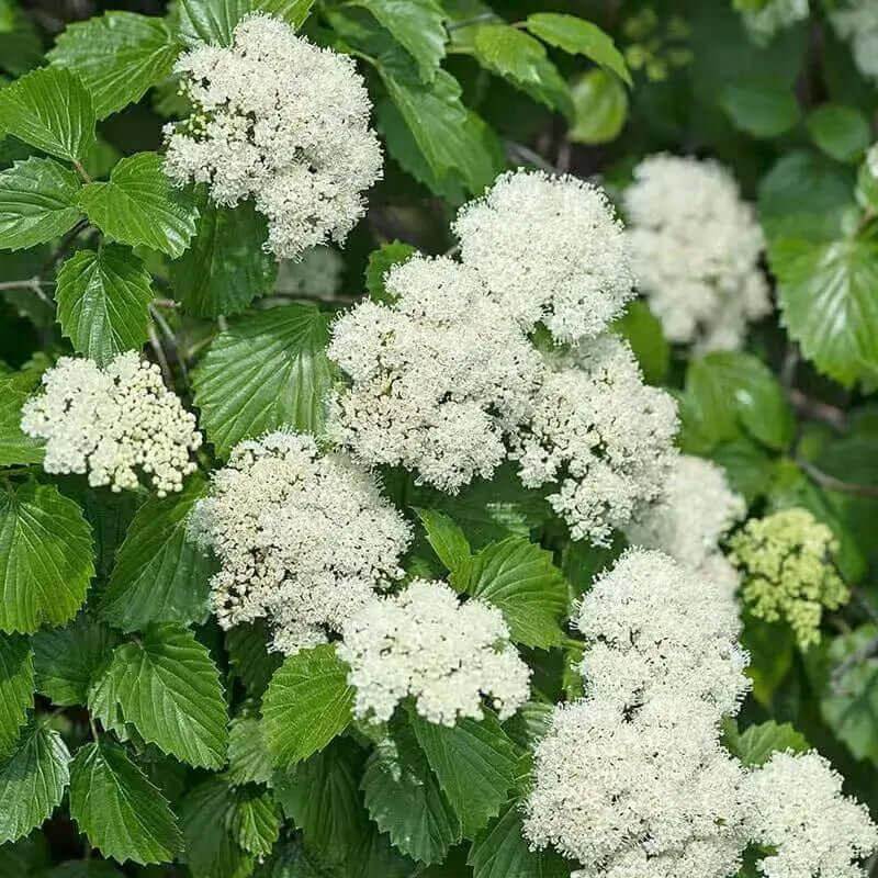 arrowwood viburnum