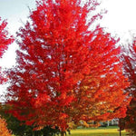 Red Maple Live Stakes