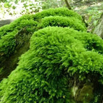Thuidium Moss