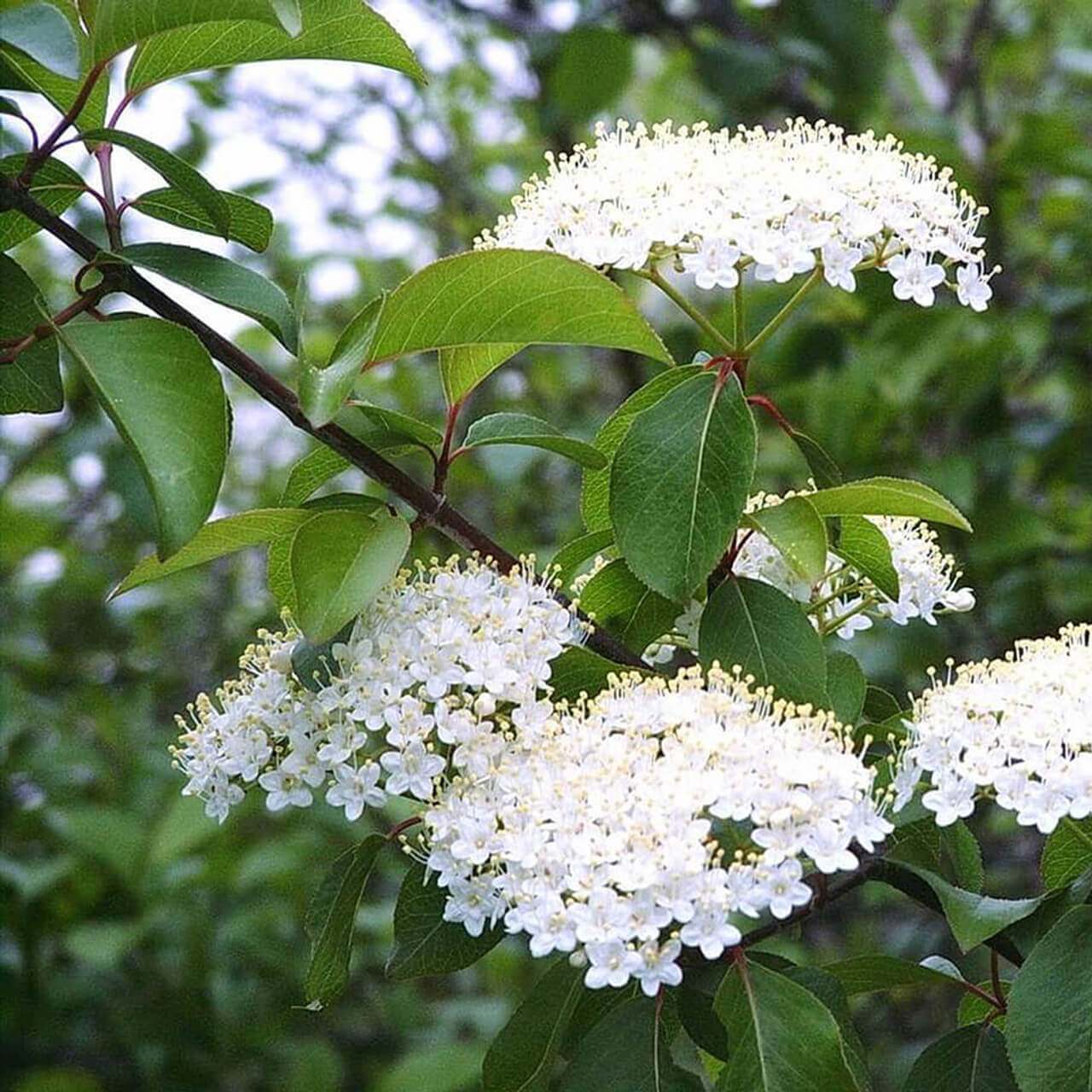 Trees and Plants with White Flowers for Sale 