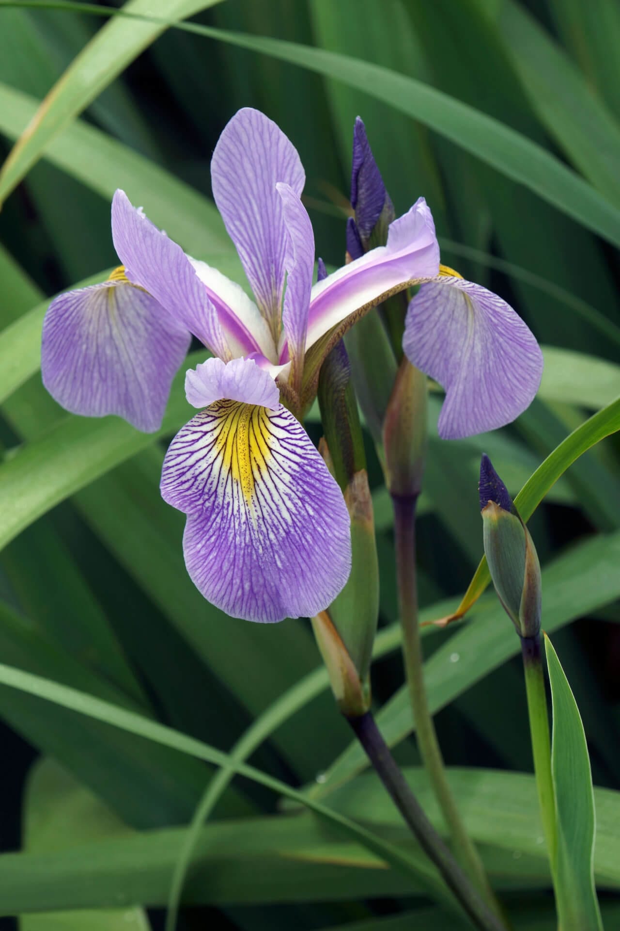 Purple Bearded Iris