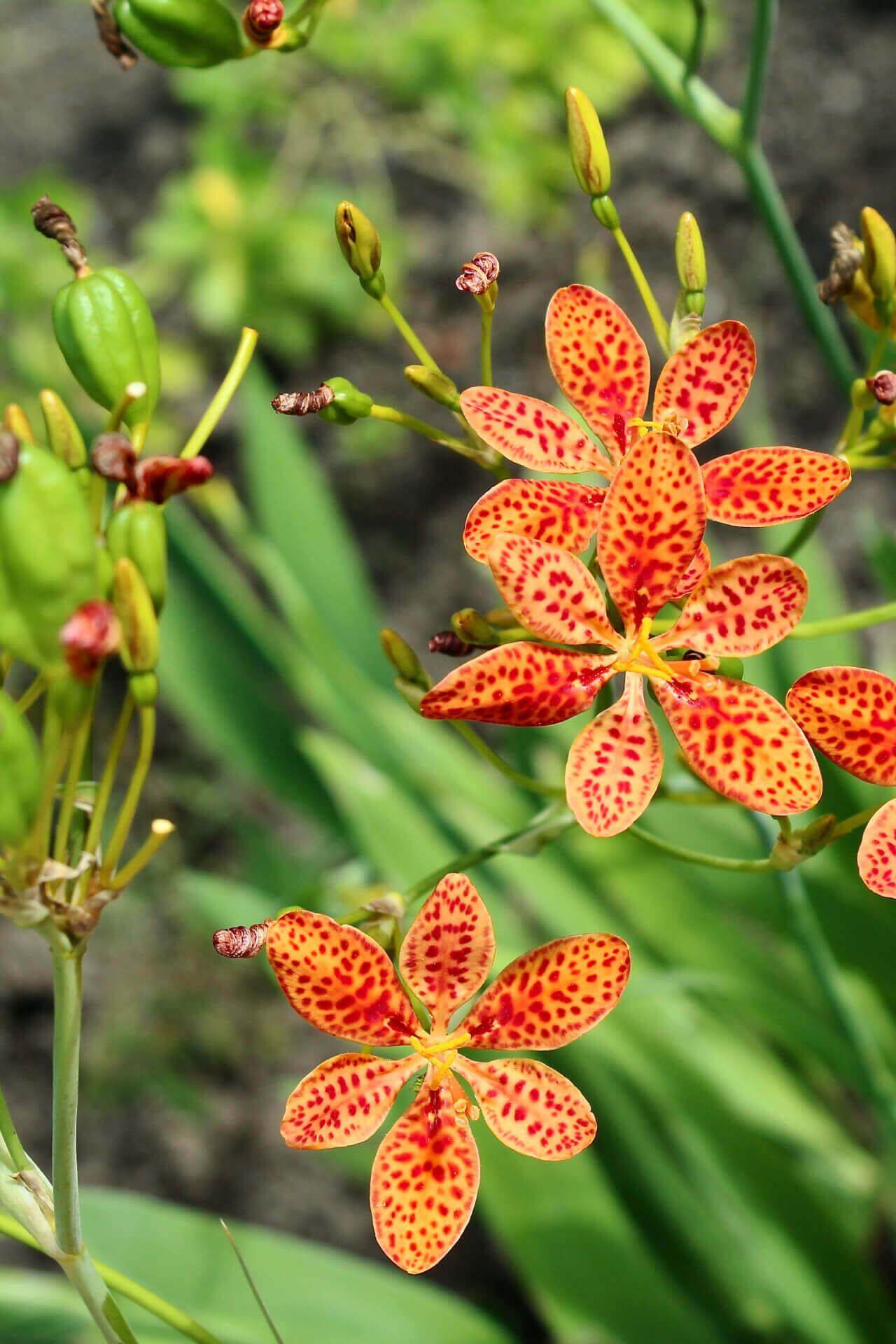 Blackberry Lily