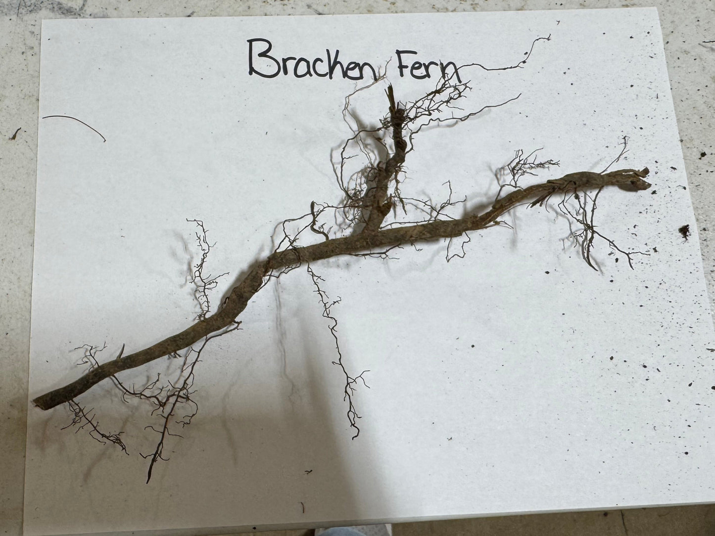 Bracken Fern roots
