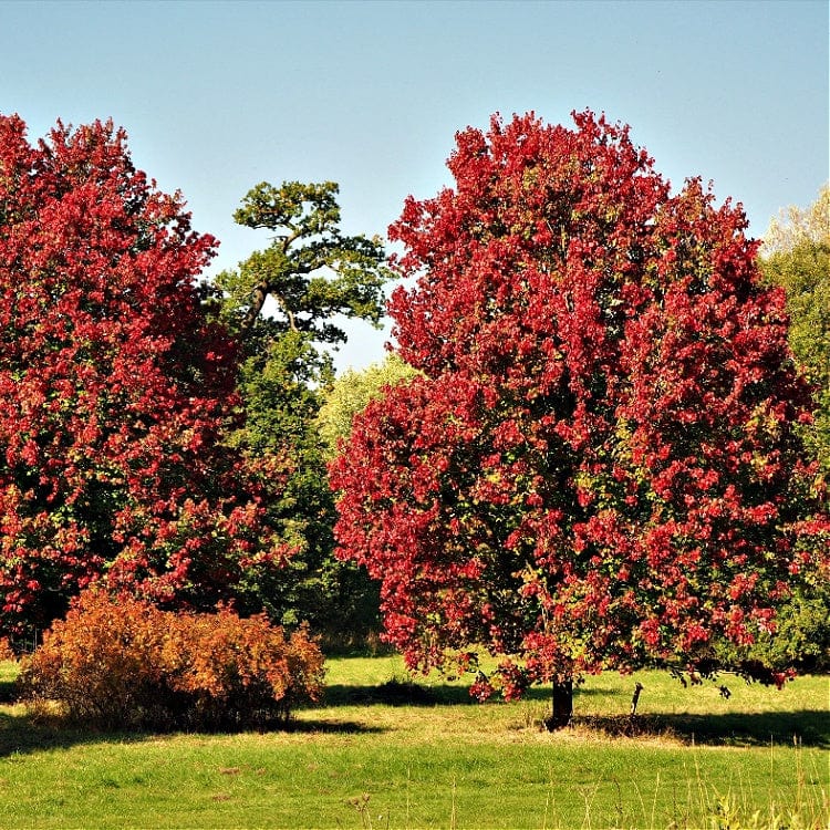 Red Maple Seedling Online, buy 1 get 1 free at TN Nursery