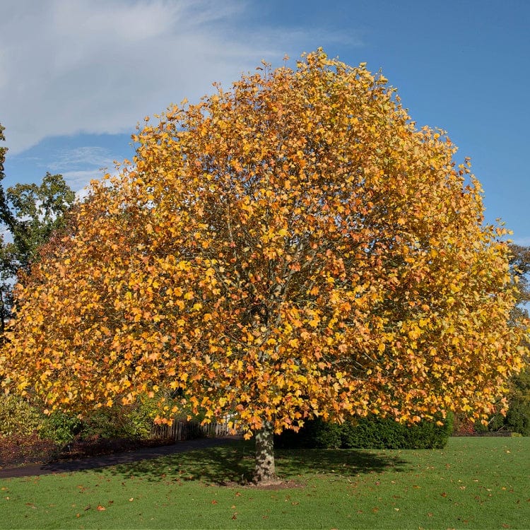 Tulip Poplar Seedling Online, buy 1 get 1 free at TN Nursery