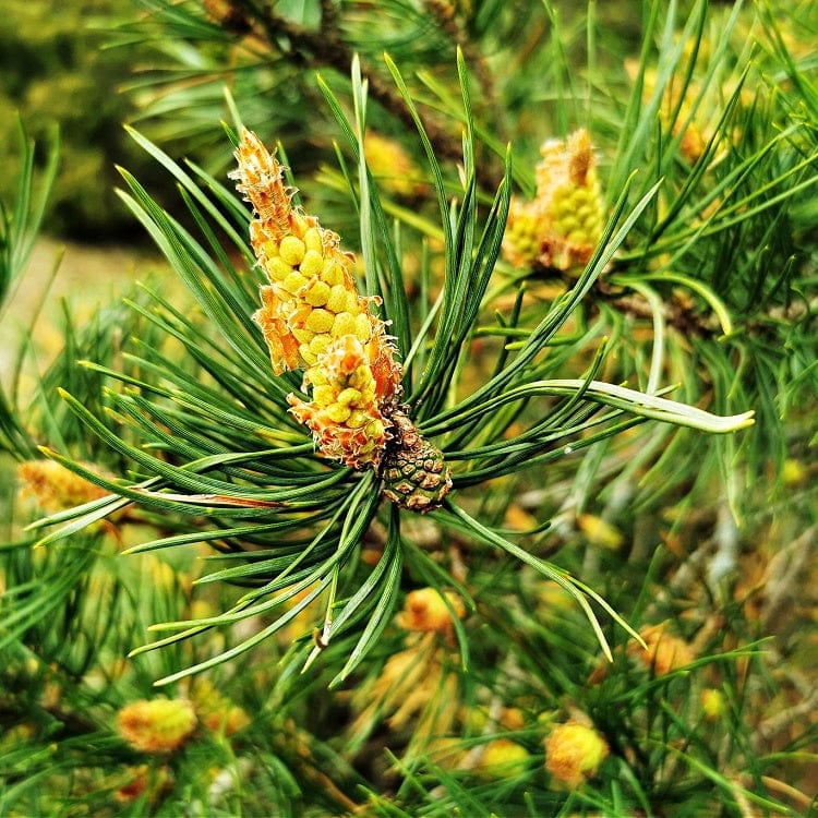 Virginia Pine Seedling Online, buy 1 get 1 free at TN Nursery