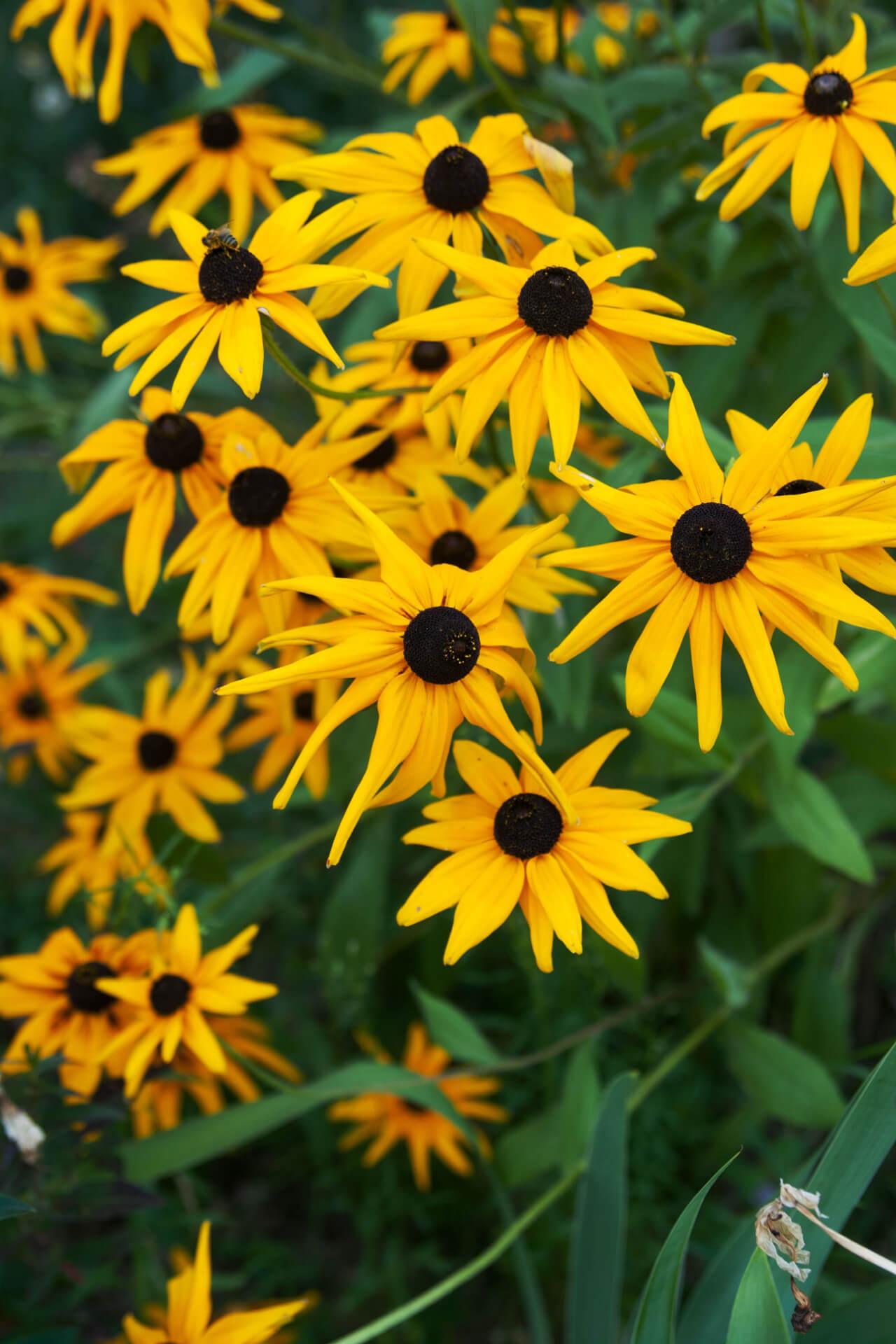 Coneflower