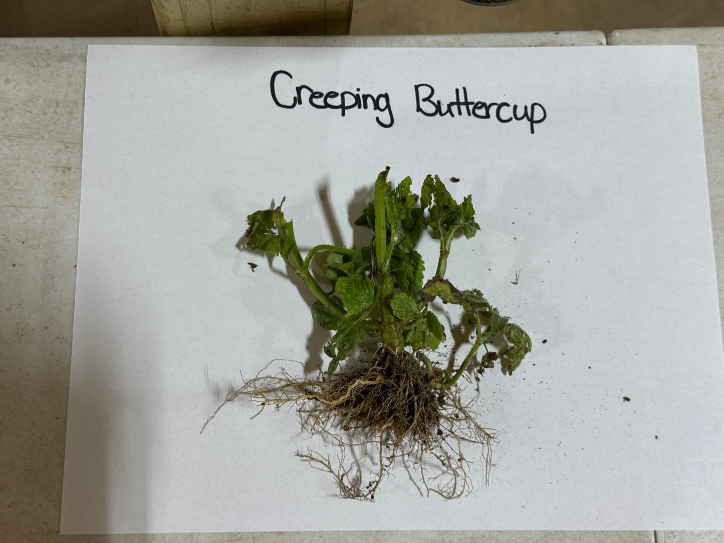 Creeping Buttercup root