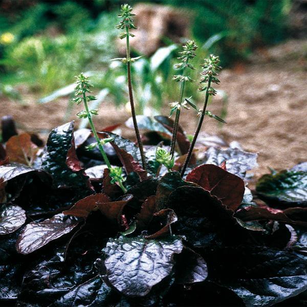 Lyreleaf Sage