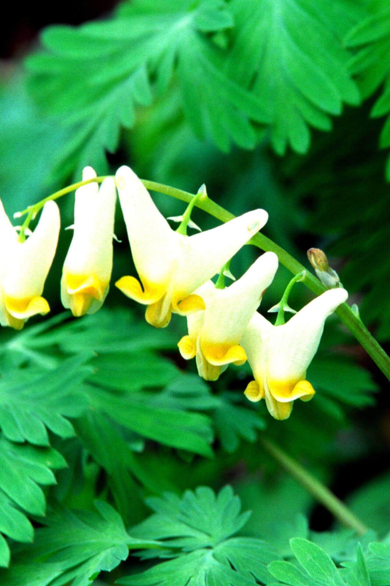Dutchmas Breeches