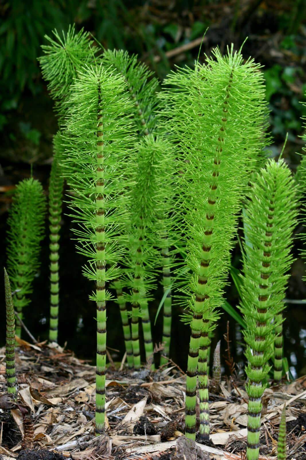 Horestail - Equisetum