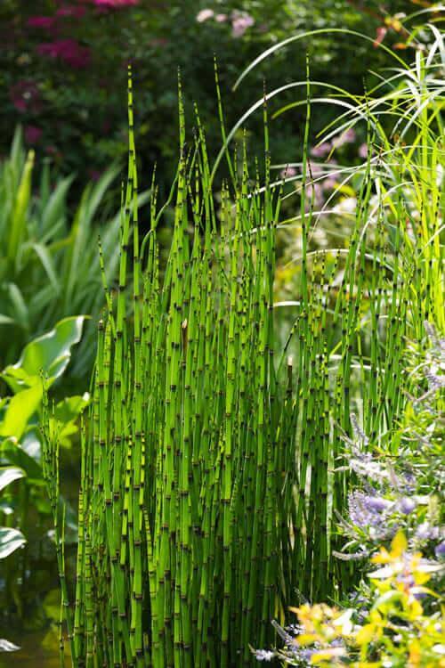 Horestail - Equisetum