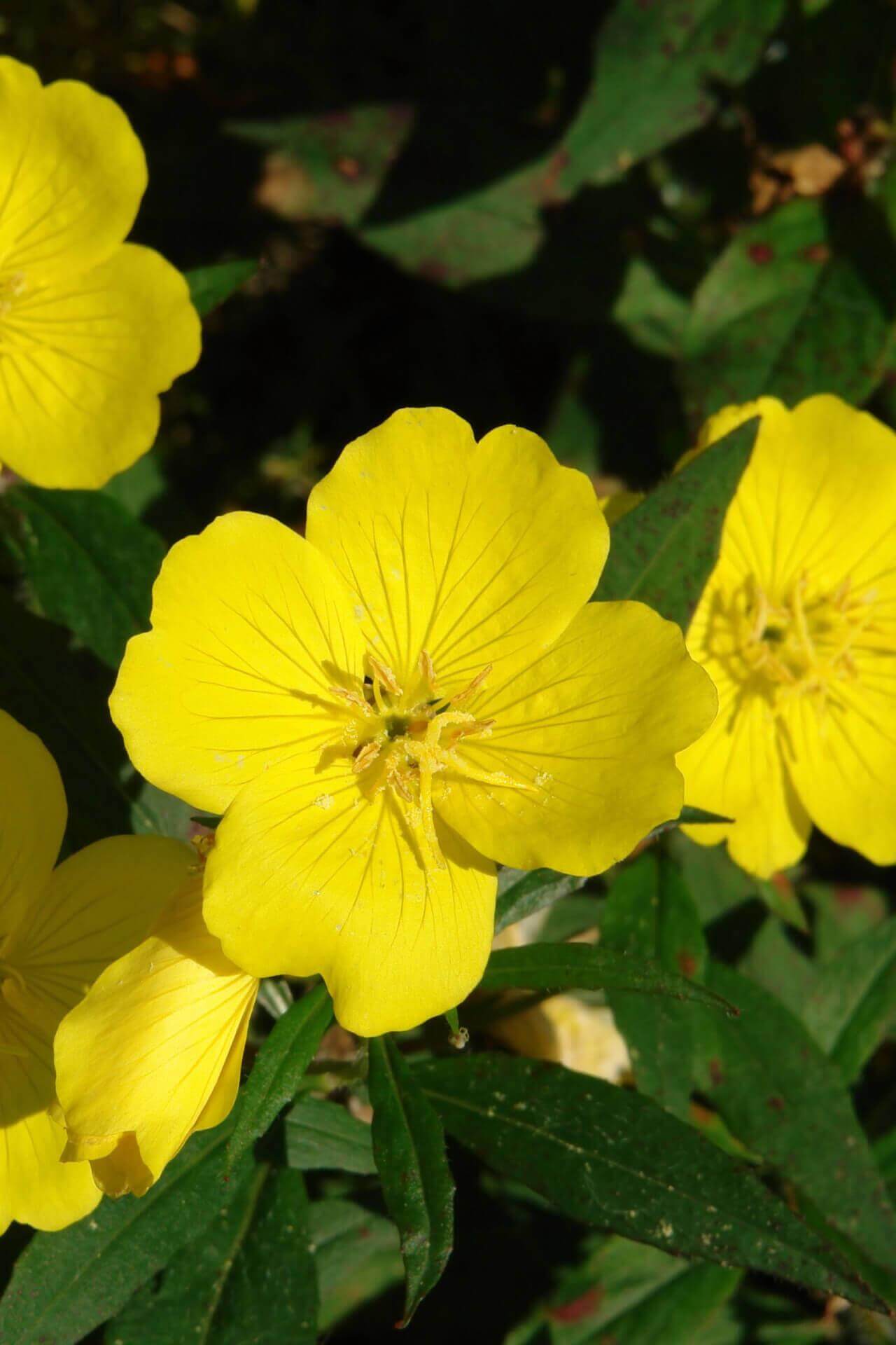 Evening Primrose Plants For Sale Wholesale Nursery Co