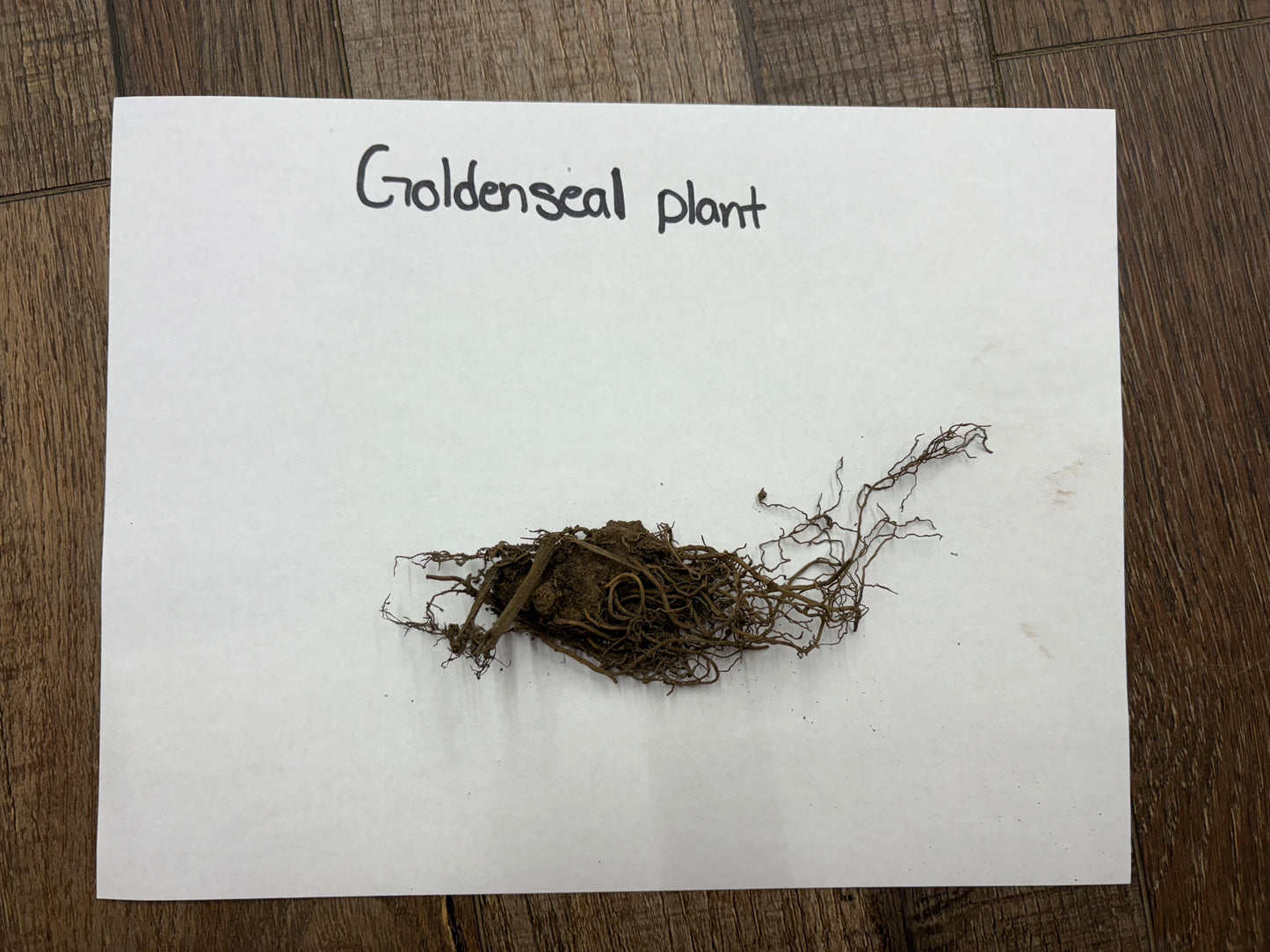 Goldenseal Plant root