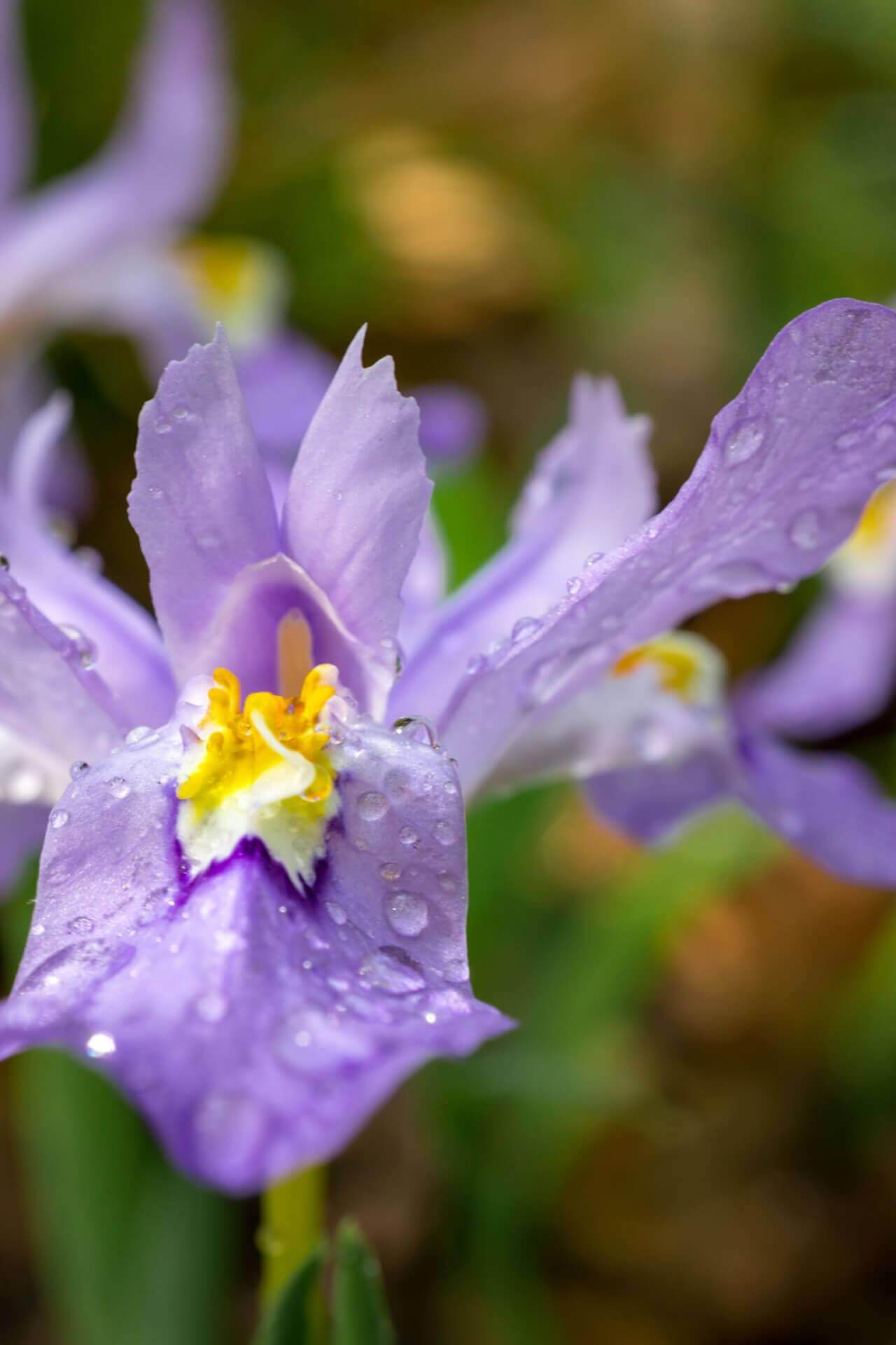 Iris Cristata