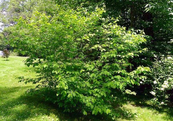 Northern Spice Bush