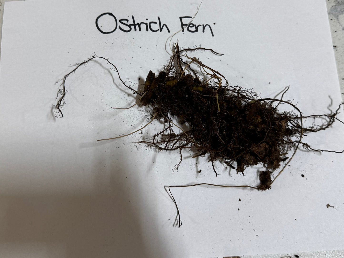 Ostrich Fern roots