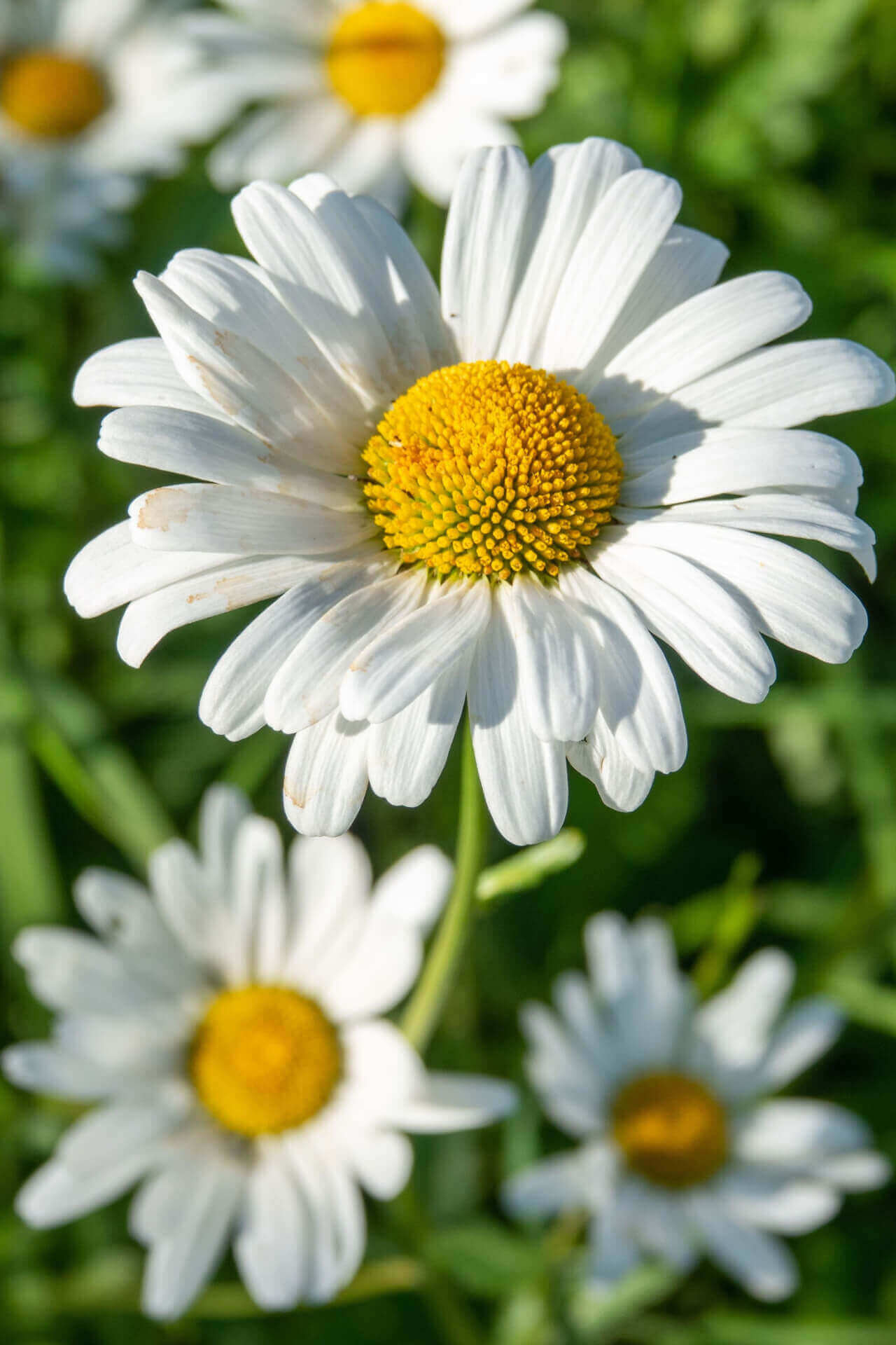 Oxeye Daisy Plants For Sale | Wholesale Nursery Co