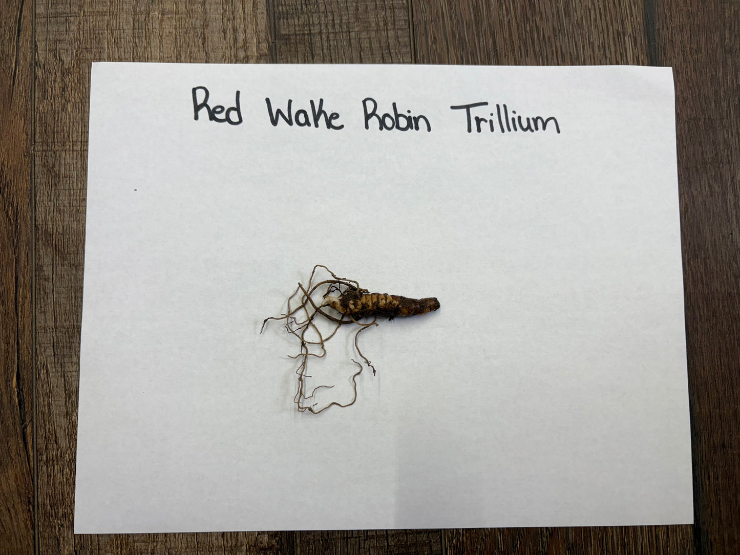 Red Wake Robin Trillium root