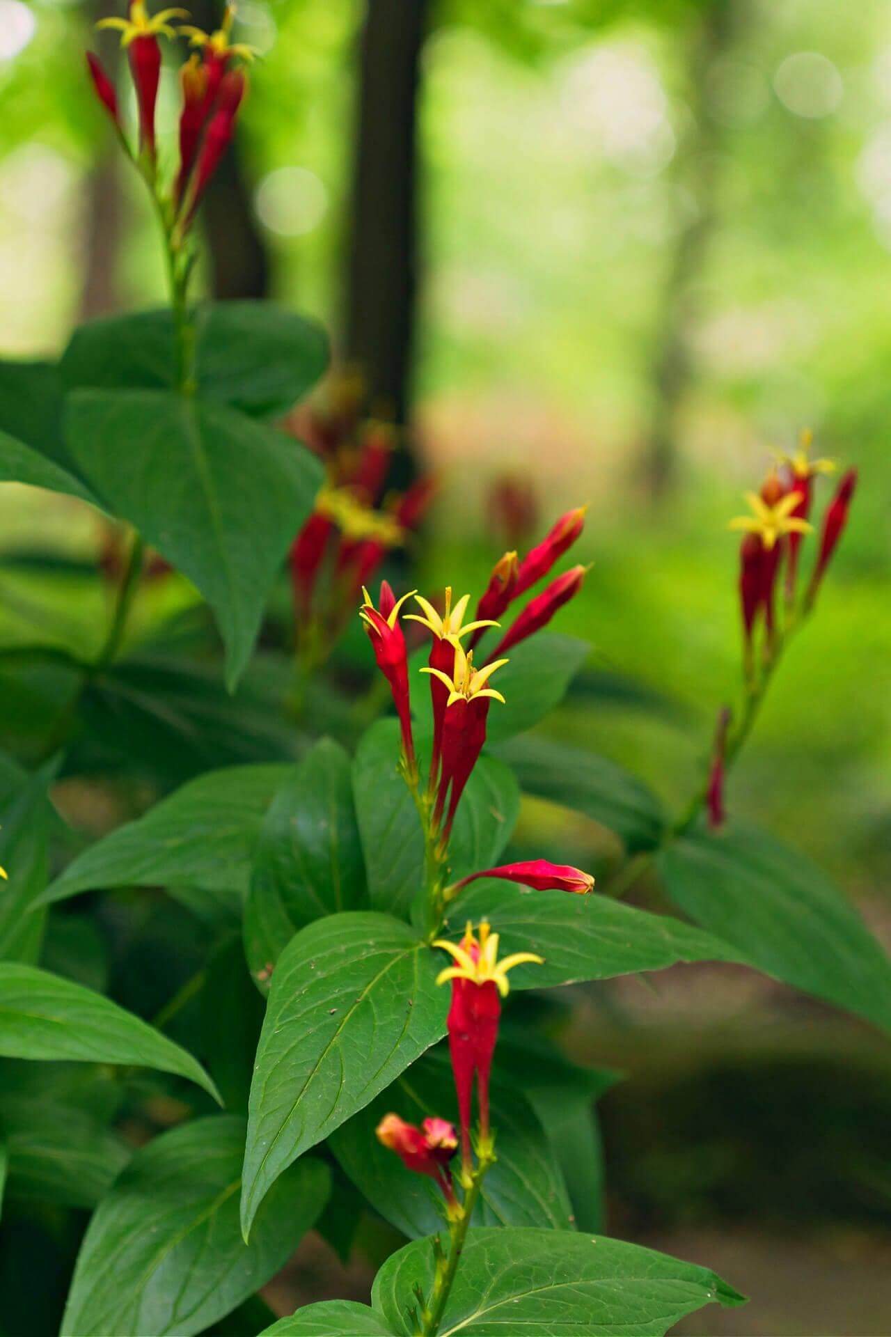 Spigelia Indian Pink