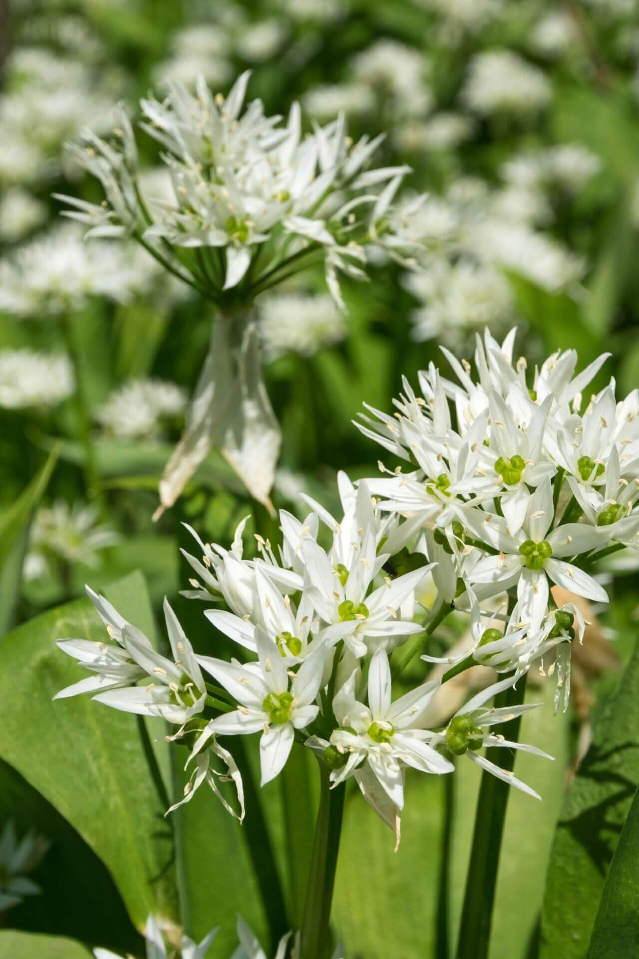 Wild Garlic Plant