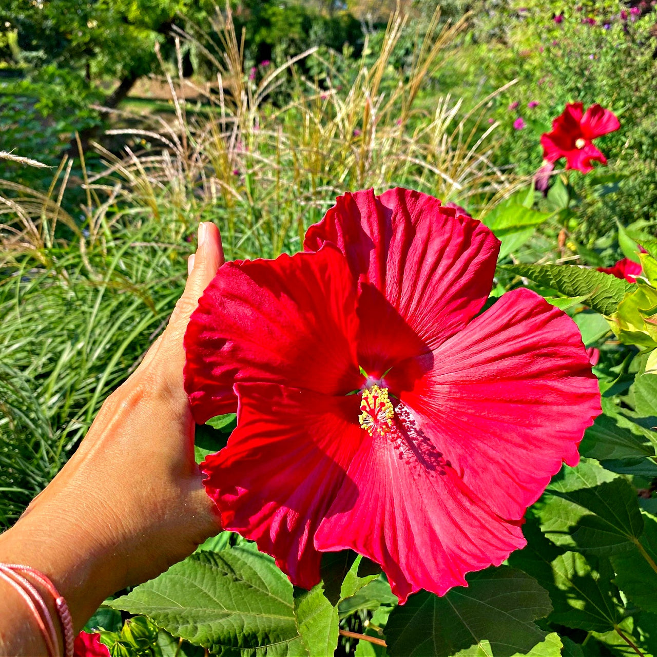Marsh hibiscus with a beautiful red bloom on a warm summer day.
