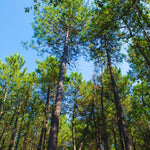Spruce Pine Tree